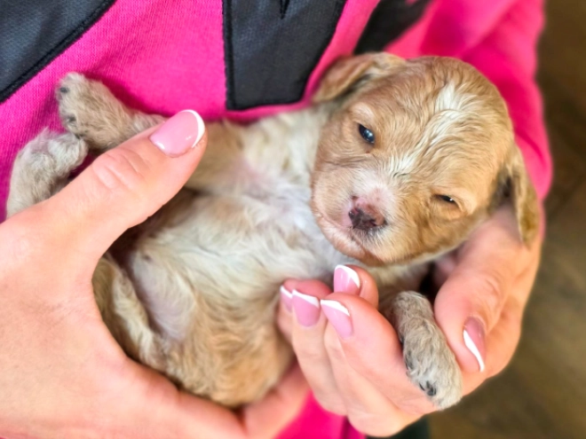 Cavapoo puppy for sale