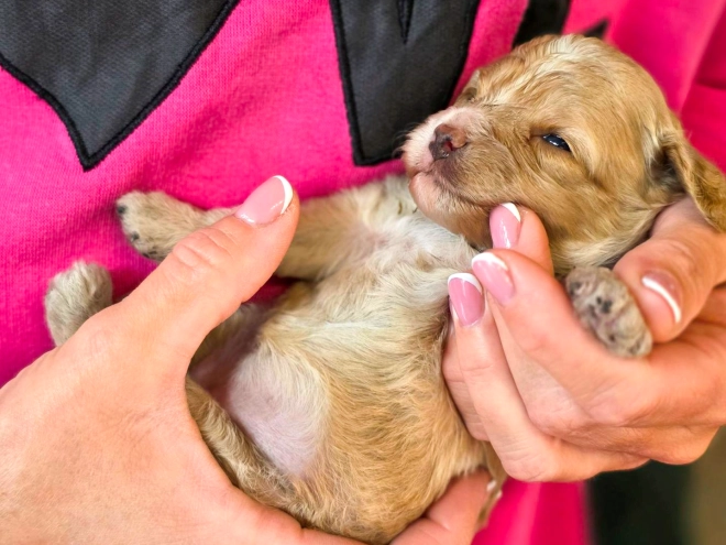 Cavapoo puppy for sale