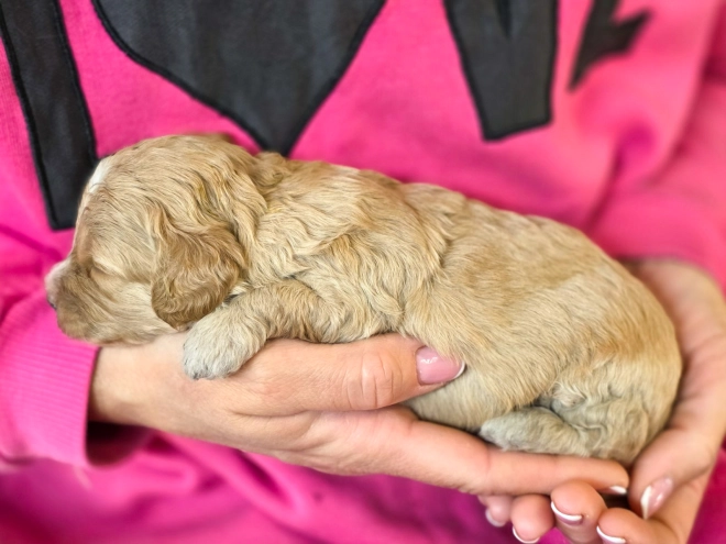 Cavapoo puppy for sale