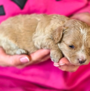 Cavapoo puppy for sale
