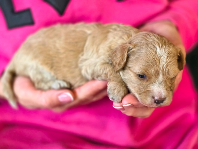 Cavapoo puppy for sale