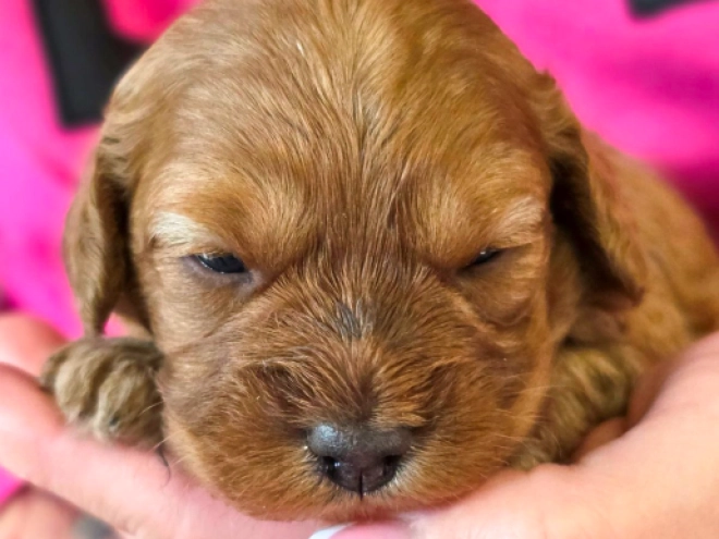 Cavapoo puppy for sale
