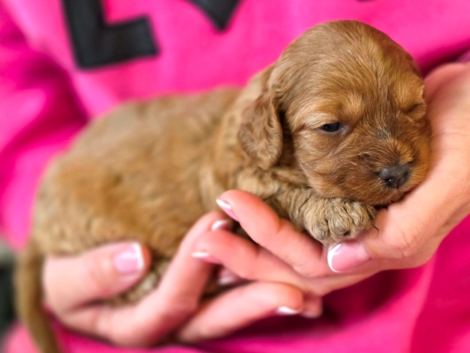 Cavapoo puppy for sale