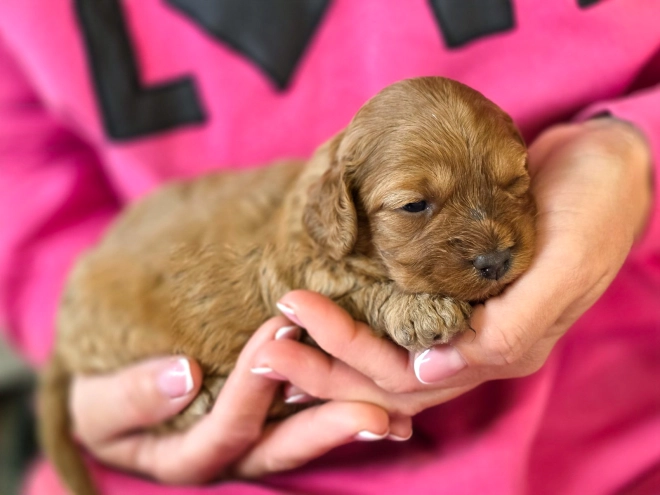 Cavapoo puppy for sale