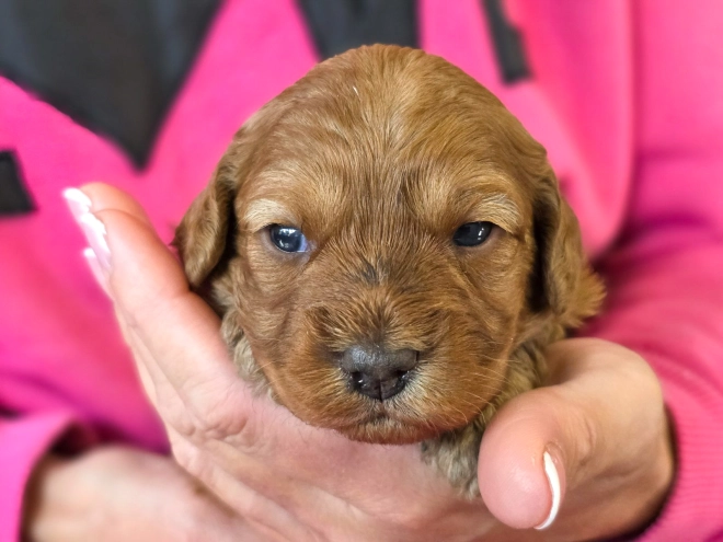 Cavapoo puppy for sale