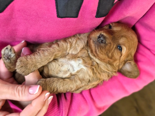 Cavapoo puppy for sale