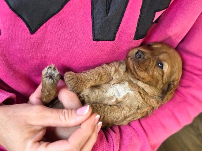Cavapoo puppy for sale