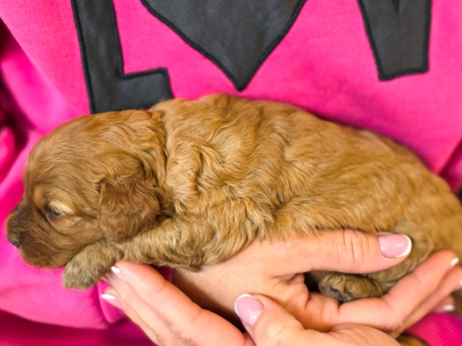 Cavapoo puppy for sale