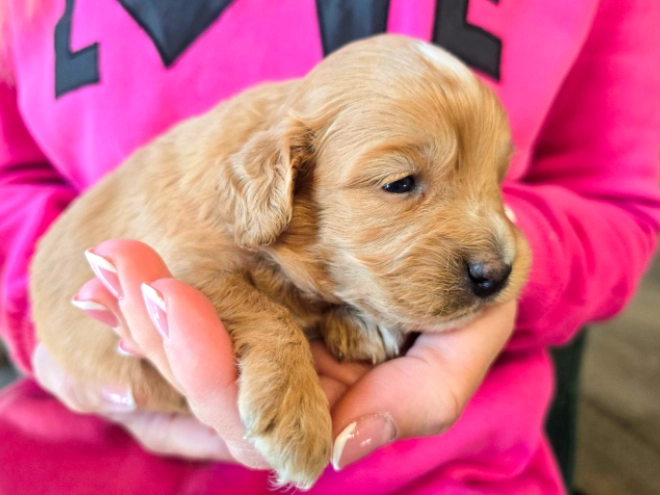 Cavapoo puppy for sale