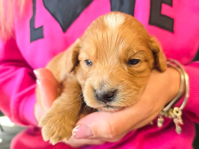 Cavapoo puppy for sale