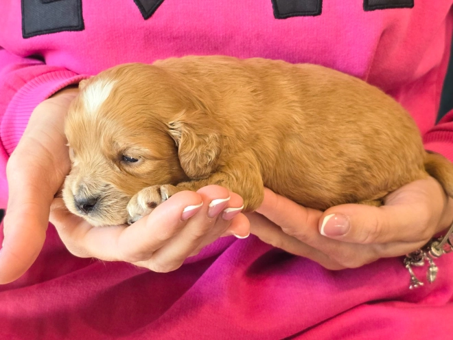 Cavapoo puppy for sale