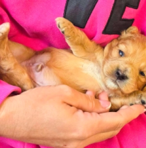 Cavapoo puppy for sale