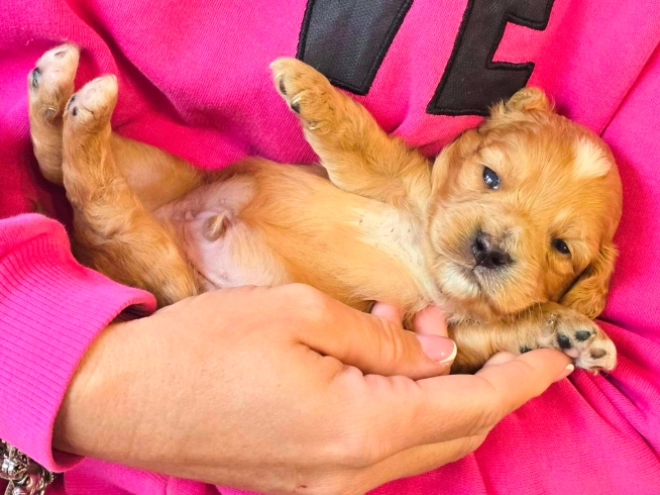 Cavapoo puppy for sale