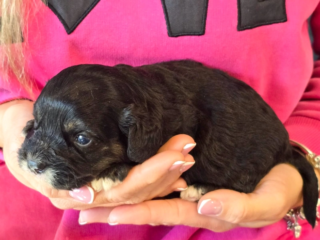 Cavapoo puppy for sale