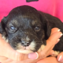 Cavapoo puppy for sale