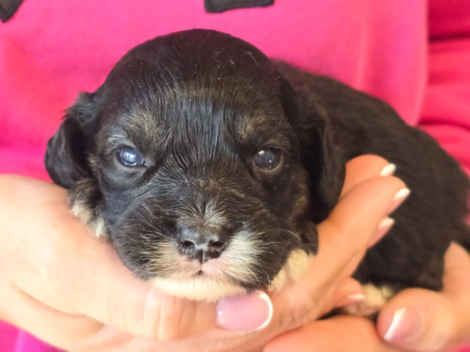 Cavapoo puppy for sale