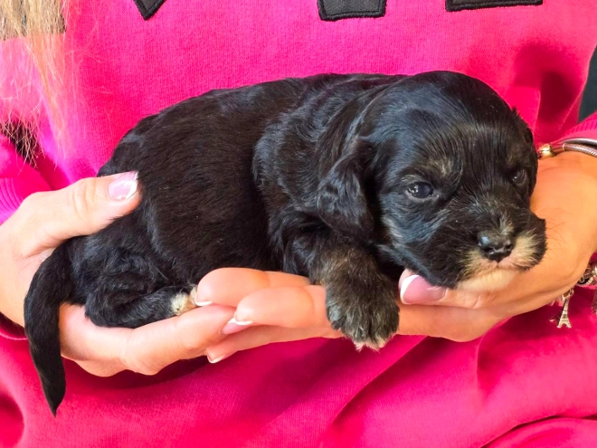 Cavapoo puppy for sale