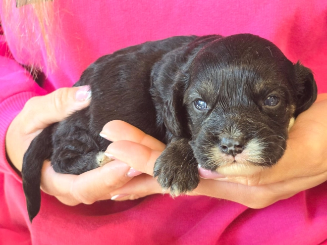 Cavapoo puppy for sale