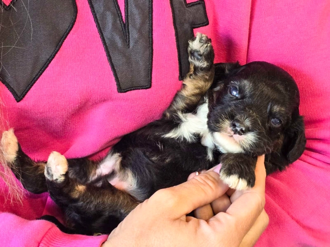 Cavapoo puppy for sale