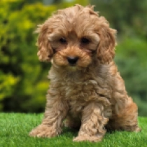 Little Jenna – F1, golden Cavapoo for sale