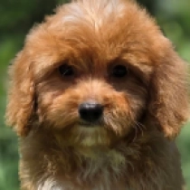 Little Jackie – F1, golden Cavapoo for sale