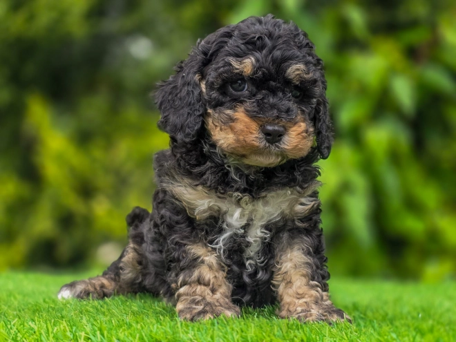 Cavapoo Welpe kaufen