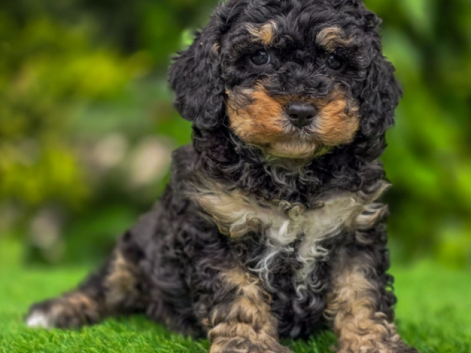 Cavapoo Welpe kaufen