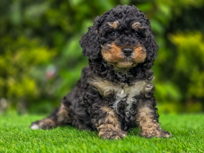 Cavapoo Welpe kaufen
