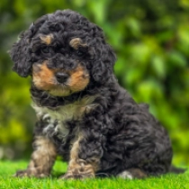 Sylvia – F1b, black and tan Cavapoo en venta