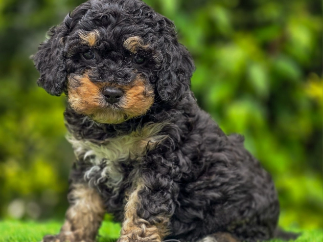 Cavapoo Welpe kaufen