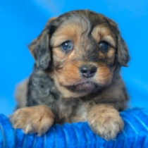 Cavapoo puppy for sale