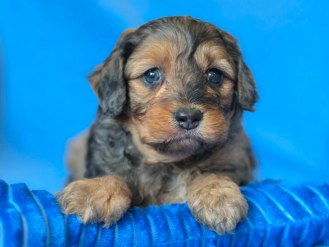 Cavapoo Welpe kaufen
