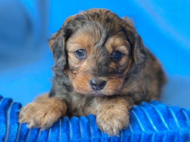 Cavapoo Welpe kaufen