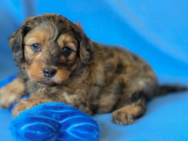 Cavapoo Welpe kaufen
