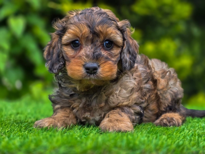 Cavapoo Welpe kaufen