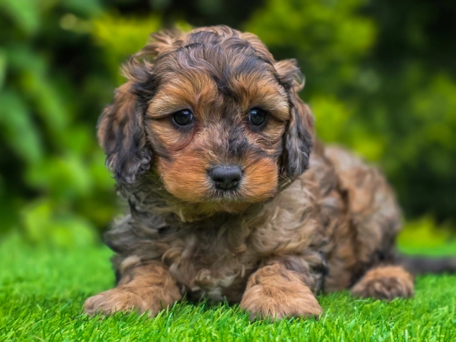 Cavapoo Welpe kaufen