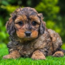 Soma – F1b, merle Cavapoo for sale