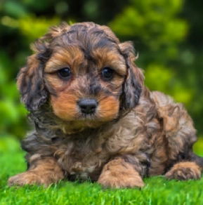 Cavapoo puppy