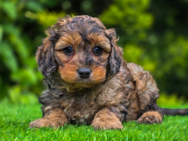 Cavapoo Welpe kaufen