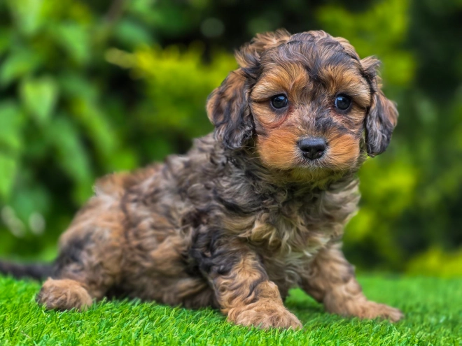 Cavapoo Welpe kaufen