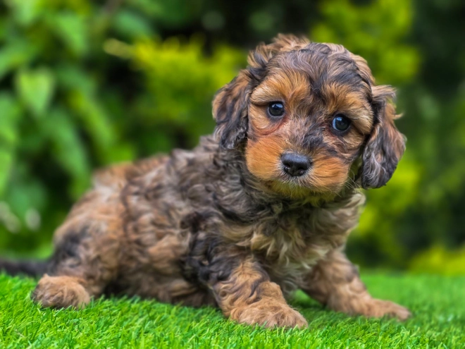 Cavapoo Welpe kaufen