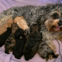 Cavapoo puppy for sale