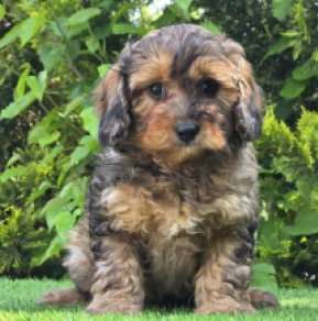 Soma – F1b, merle Cavapoo Welpen kaufen