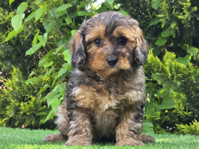 Cavapoo Welpe kaufen
