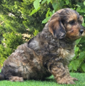 Soma – F1b, merle Cavapoo for sale