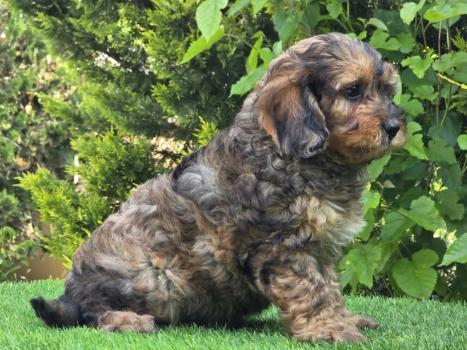 Cavapoo Welpe kaufen