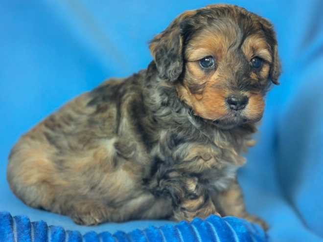 Cavapoo Welpe kaufen