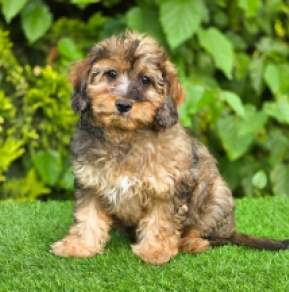 Soma – F1b, merle Cavapoo en venta