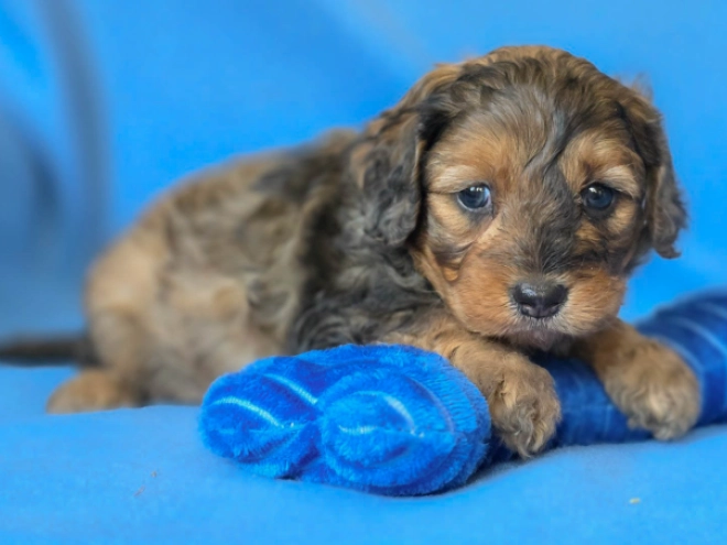 Cavapoo Welpe kaufen