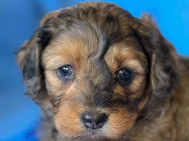 Cavapoo Welpe kaufen
